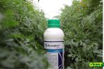 Scorpion 325 SC - in combating spotting, alteriosis, rust, powdery mildew in vegetable crops - 1L